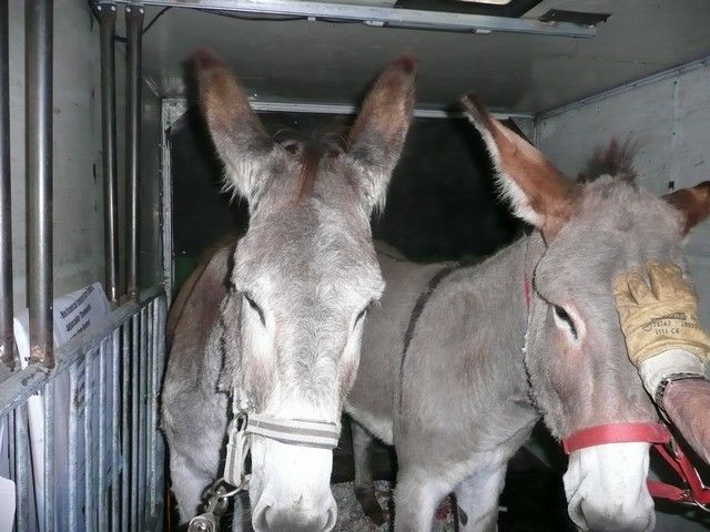 Balthazar et leonard Arrivee (8).jpg